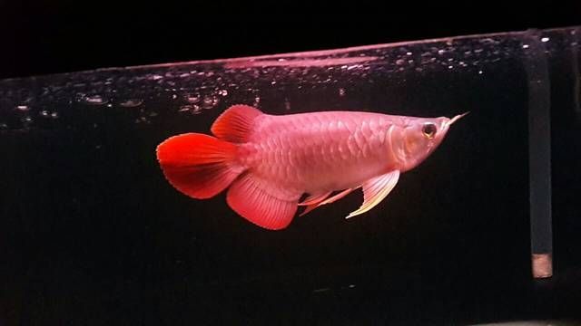 龍魚缸擺放最佳位置圖：龍魚缸擺放最佳位置，客廳西南角擺放魚缸的優缺點 龍魚缸擺放最佳位置圖：龍魚缸擺放最佳位置，客廳西南角擺放魚缸的優缺點 龍魚百科 第3張