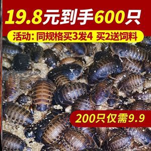 紅龍魚幾天喂一次杜比亞蟑螂好嗎（紅龍魚喂杜比亞蟑螂有什么好處？）
