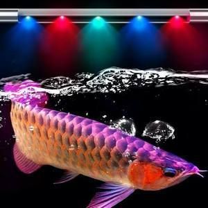 金龍魚喜歡什么顏色的燈具：養金龍魚用什么顏色的燈光比較好