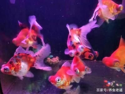 喂金龍魚的草金魚怎么消毒好喂金龍魚的草金魚消毒方法：喂金龍魚的草金怎么消毒好喂金龍魚的草金魚消毒方法