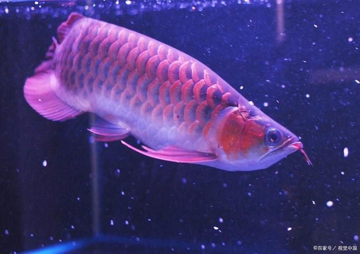 青龍龍魚長大后圖片欣賞圖