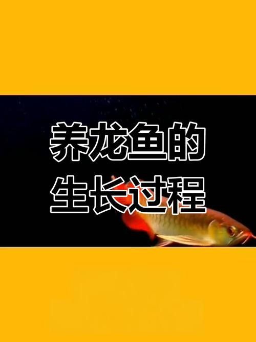 青龍龍魚長大后圖片欣賞圖