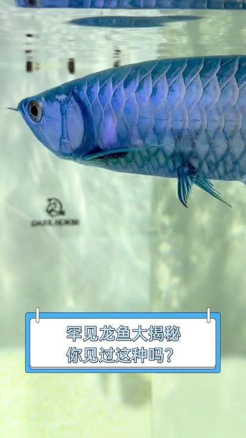 青龍龍魚長大后圖片欣賞圖