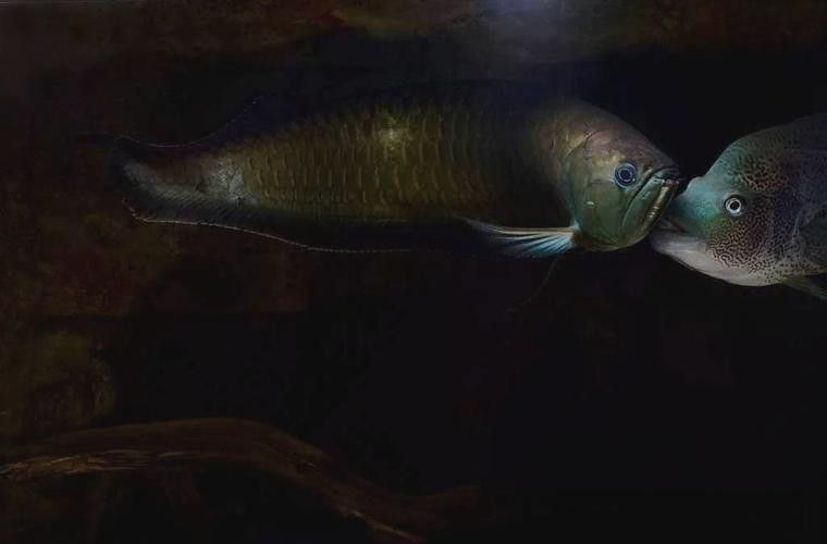 青龍龍魚長大后圖片欣賞圖