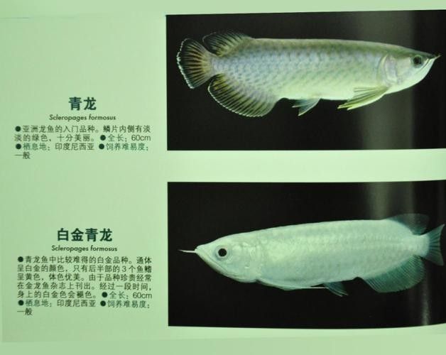 青龍龍魚長大后圖片欣賞圖