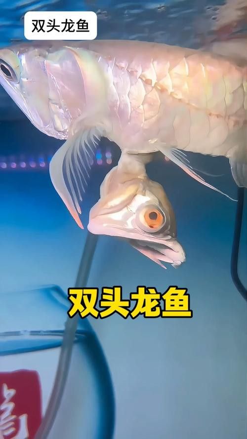 微信頭像圖片 龍魚 微信頭像圖片 龍魚 龍魚百科 第30張
