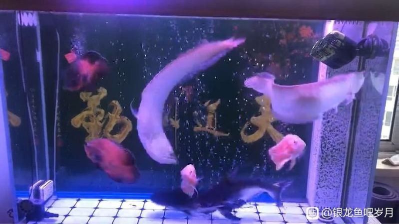 銀龍魚尾巴翹起來是什么癥狀 銀龍魚尾巴翹起來是什么癥狀 龍魚百科 第3張