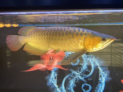 龍魚換新缸：龍魚換新缸注意事項