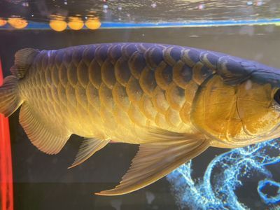 龍魚換新缸：龍魚換新缸注意事項