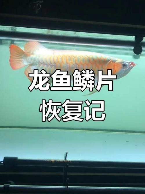 龍魚跳缸掉鱗怎么辦 龍魚百科 第5張 龍魚跳缸掉鱗怎么辦 龍魚跳缸掉鱗怎么辦 龍魚百科 第5張