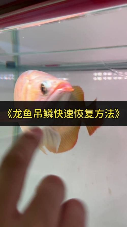 龍魚跳缸掉鱗怎么辦 龍魚百科 第8張 龍魚跳缸掉鱗怎么辦 龍魚跳缸掉鱗怎么辦 龍魚百科 第8張