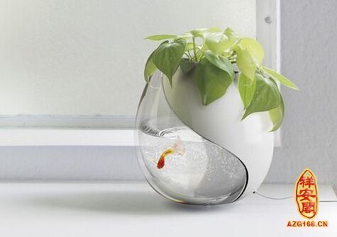 魚缸養(yǎng)魚養(yǎng)幾條好？（魚缸養(yǎng)魚的實(shí)用建議有哪些？） 魚缸養(yǎng)魚養(yǎng)幾條好？（魚缸養(yǎng)魚的實(shí)用建議有哪些？） 龍魚百科 第1張