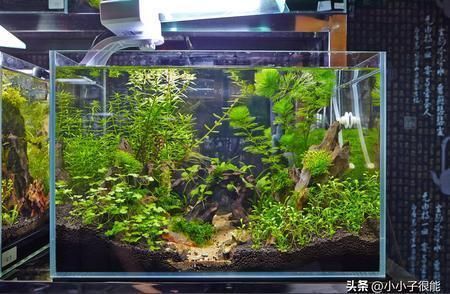 魚缸養(yǎng)魚養(yǎng)幾條好？（魚缸養(yǎng)魚的實(shí)用建議有哪些？） 魚缸養(yǎng)魚養(yǎng)幾條好？（魚缸養(yǎng)魚的實(shí)用建議有哪些？） 龍魚百科 第3張