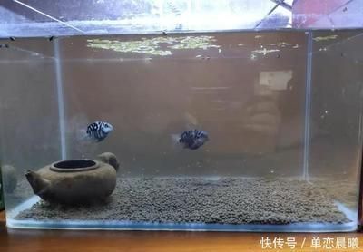 魚缸養(yǎng)魚養(yǎng)幾條好？（魚缸養(yǎng)魚的實(shí)用建議有哪些？） 魚缸養(yǎng)魚養(yǎng)幾條好？（魚缸養(yǎng)魚的實(shí)用建議有哪些？） 龍魚百科 第5張