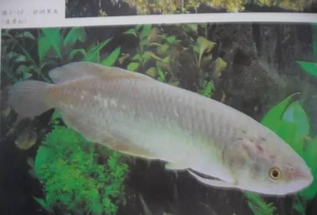 龍魚白點病加溫30后多久白點會掉：龍魚白點病加溫30后白點脫落時間