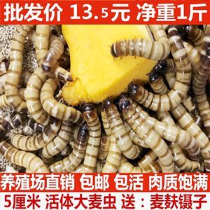 金龍魚吃飼料好不好養：金龍魚吃飼料好不好養金龍魚吃飼料好不好養