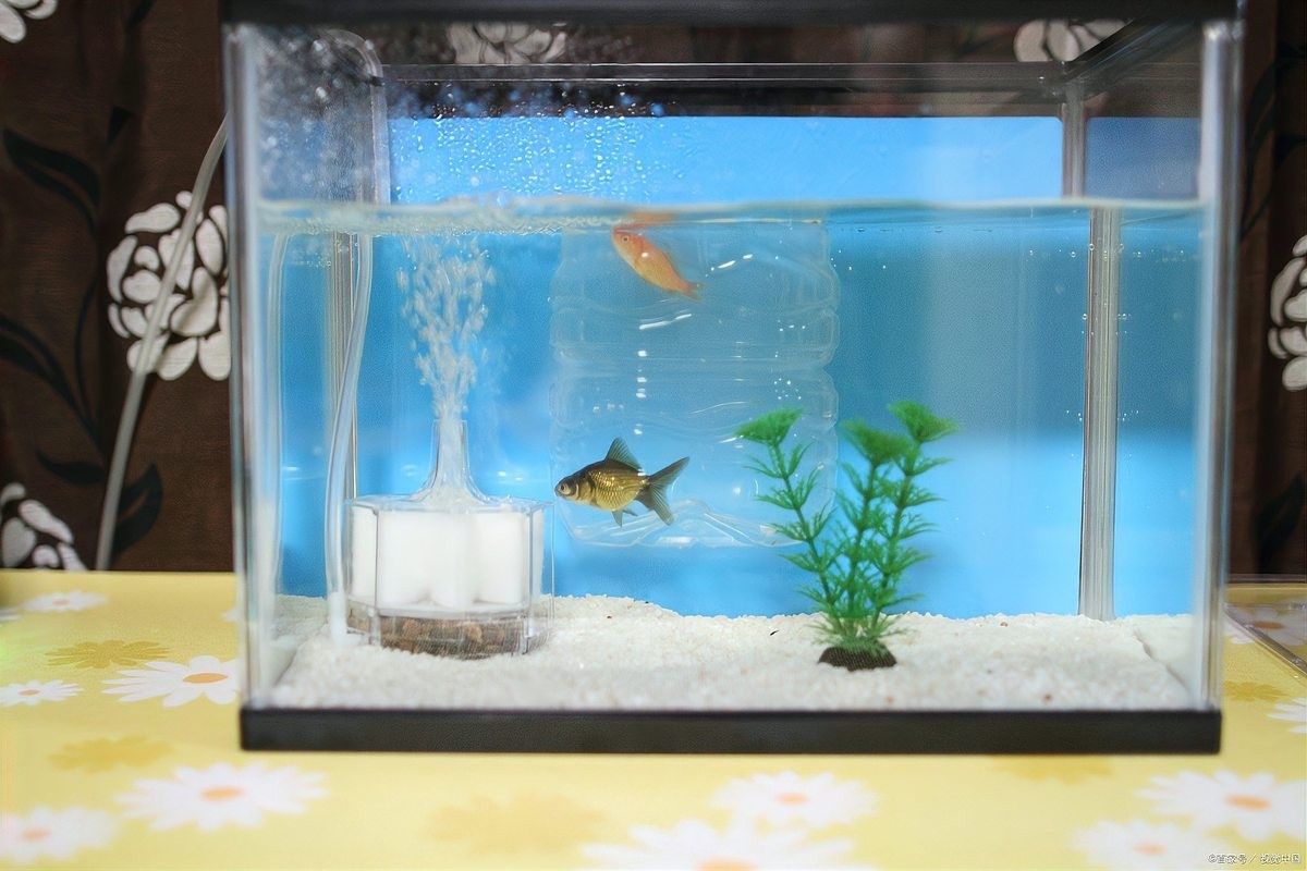 龍魚在缸里快速的游動