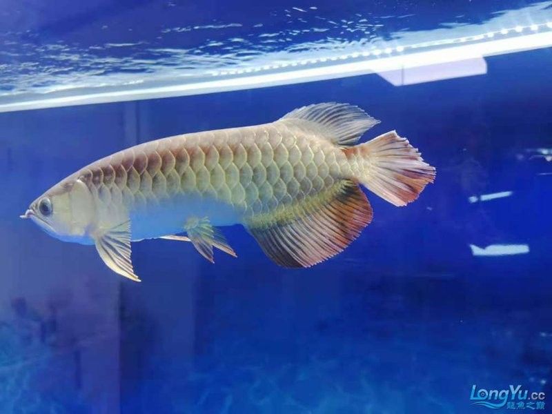 龍魚在缸里快速的游動