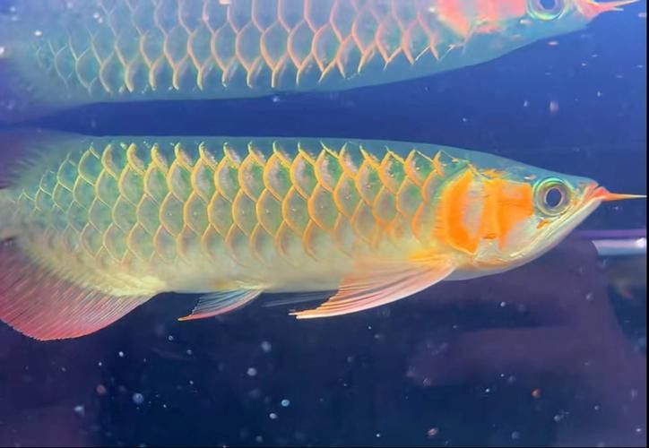 哪里可以找到高清的綠皮辣椒紅龍圖片? 龍魚百科 第17張 哪里可以找到高清的綠皮辣椒紅龍圖片? 哪里可以找到高清的綠皮辣椒紅龍圖片? 龍魚百科 第17張