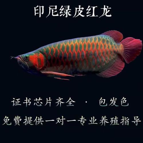哪里可以找到高清的綠皮辣椒紅龍圖片？ 哪里可以找到高清的綠皮辣椒紅龍圖片？ 龍魚百科 第24張