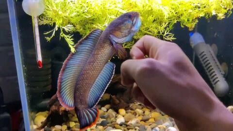 雷龍魚繁殖環境的水質要求:雷龍魚的繁殖環境對水質有特定的要求 龍魚百科 第2張 雷龍魚繁殖環境的水質要求:雷龍魚的繁殖環境對水質有特定的要求 雷龍魚繁殖環境的水質要求:雷龍魚的繁殖環境對水質有特定的要求 龍魚百科 第2張