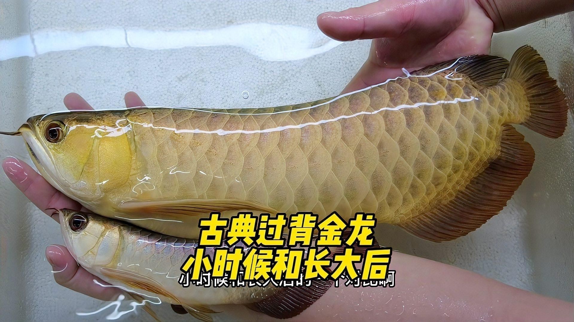 如何鑒別真假李亞四古典過背金龍？ 如何鑒別真假李亞四古典過背金龍？ 龍魚百科 第7張