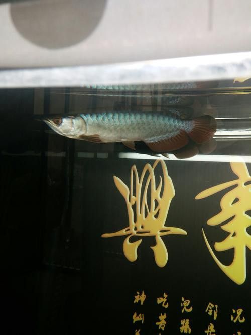 如何鑒別真假李亞四古典過背金龍？ 如何鑒別真假李亞四古典過背金龍？ 龍魚百科 第16張