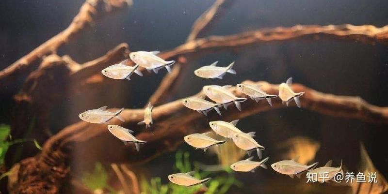 龍魚和幽靈火箭混養最簡單的方法