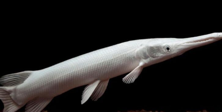 龍魚和幽靈火箭混養最簡單的方法