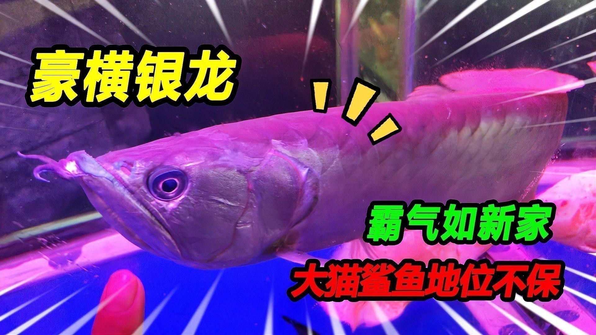 銀龍魚(yú)品相鑒別有哪些具體標(biāo)準(zhǔn)？