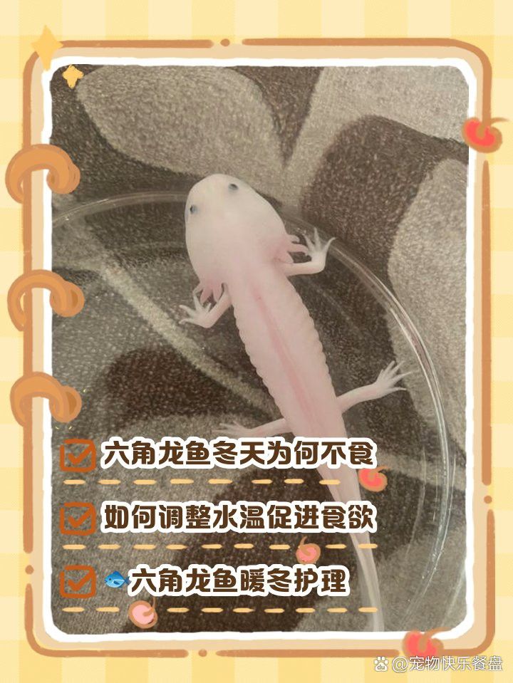 六角龍魚冬天會(huì)凍死嗎為什么 六角龍魚冬天會(huì)凍死嗎為什么 龍魚百科 第2張