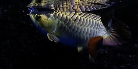 金龍魚吃什么食物多久喂食一次：金龍魚一天喂多少次食