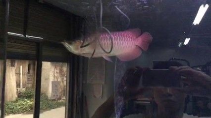 戰(zhàn)車紅龍魚的培養(yǎng)視頻：關(guān)于戰(zhàn)車紅龍魚的培養(yǎng) 戰(zhàn)車紅龍魚的培養(yǎng)視頻：關(guān)于戰(zhàn)車紅龍魚的培養(yǎng) 龍魚百科 第3張