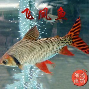 龍魚和飛鳳合缸會交叉感染：如何預防龍魚飛鳳混養交叉感染