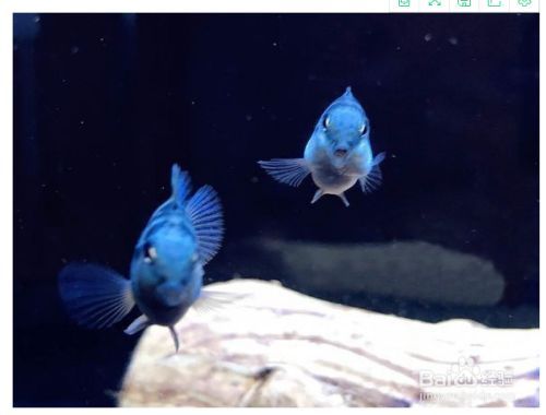 龍魚和飛鳳合缸會交叉感染：如何預防龍魚飛鳳混養交叉感染