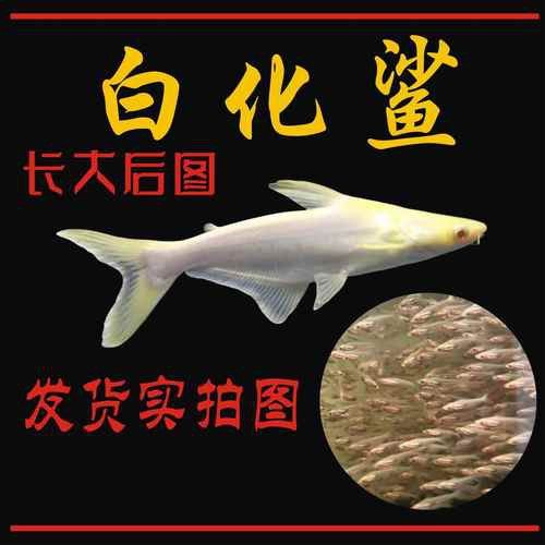 淡水鯊魚可以和龍魚混養嗎圖片 淡水鯊魚可以和龍魚混養嗎圖片 龍魚百科 第7張
