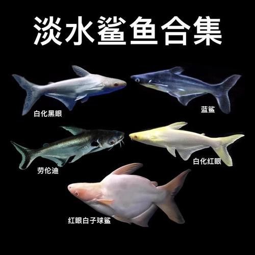 淡水鯊魚可以和龍魚混養嗎圖片 淡水鯊魚可以和龍魚混養嗎圖片 龍魚百科 第8張