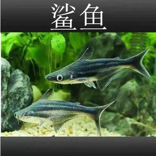 淡水鯊魚可以和龍魚混養嗎圖片 淡水鯊魚可以和龍魚混養嗎圖片 龍魚百科 第11張