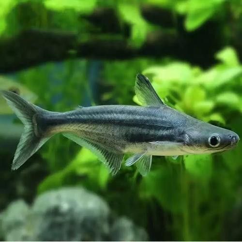 淡水鯊魚可以和龍魚混養嗎圖片 淡水鯊魚可以和龍魚混養嗎圖片 龍魚百科 第17張