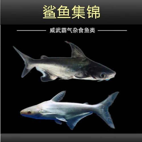 淡水鯊魚可以和龍魚混養嗎圖片 淡水鯊魚可以和龍魚混養嗎圖片 龍魚百科 第19張