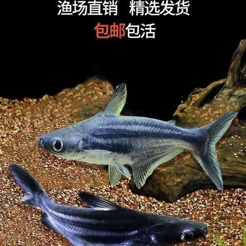 淡水鯊魚可以和龍魚混養嗎圖片 淡水鯊魚可以和龍魚混養嗎圖片 龍魚百科 第25張