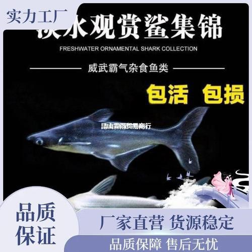 淡水鯊魚可以和龍魚混養嗎圖片 淡水鯊魚可以和龍魚混養嗎圖片 龍魚百科 第26張