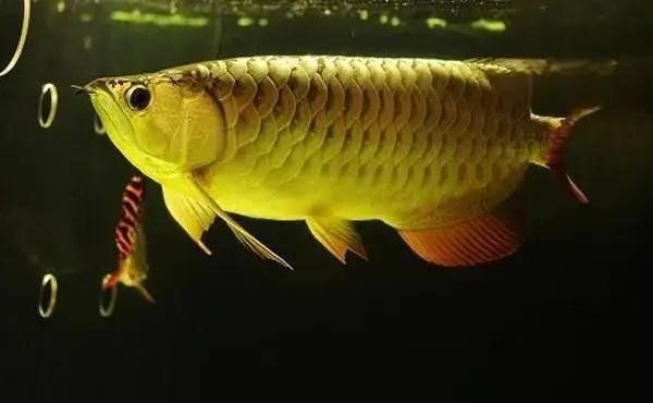 金龍魚為什么從口吐卵