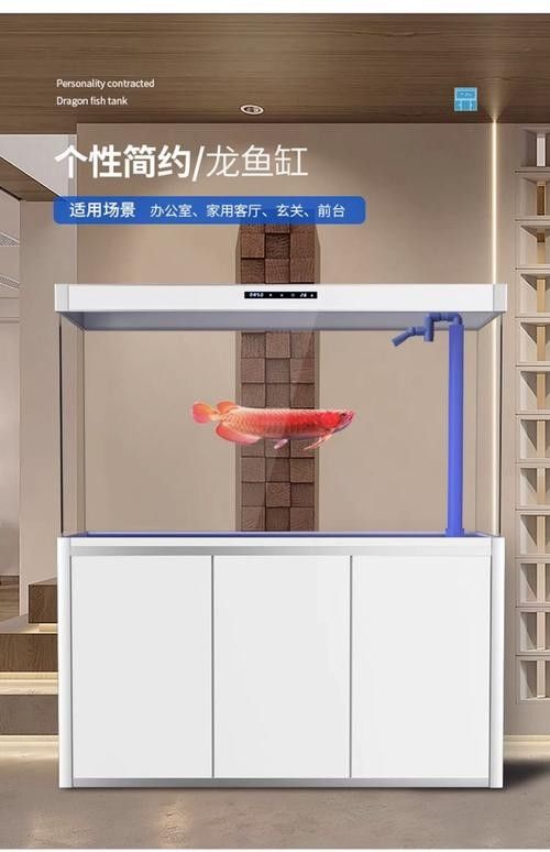 銀龍魚怎么養及喂養技巧視頻教程大全圖解