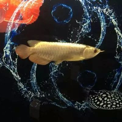 龍魚底色怎么養的好看：龍魚的底色怎么養的好看