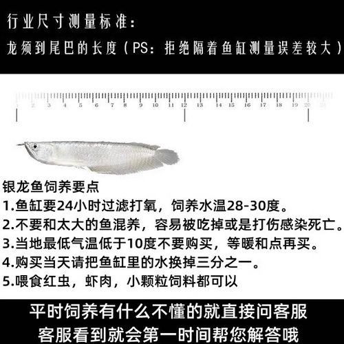 銀龍魚小的多少錢一條 銀龍魚小的多少錢一條 龍魚百科 第13張
