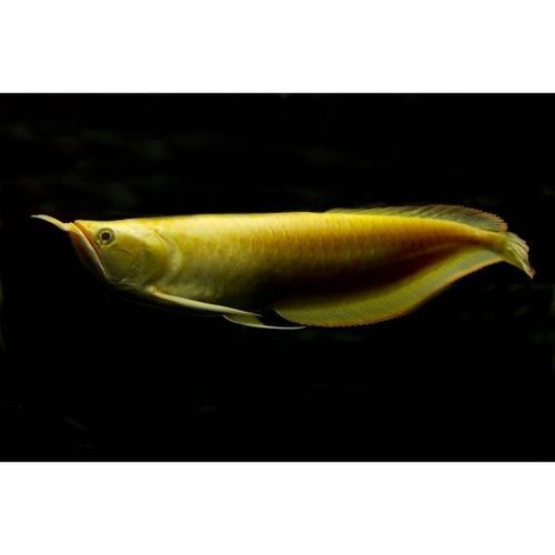 銀龍魚小的多少錢一條 銀龍魚小的多少錢一條 龍魚百科 第14張