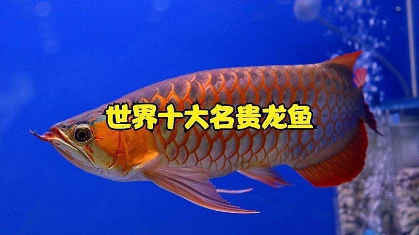 賽級龍魚最貴三個品種 賽級龍魚最貴三個品種 龍魚百科 第3張