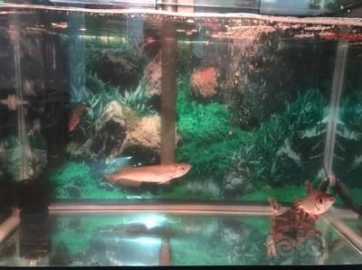 虎魚和龍魚混養 怎么喂虎魚：虎魚和龍魚怎么混養