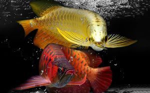 龍魚十大漁場排名，